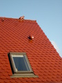 Dachschmuck Frosch